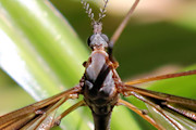 Crane Fly (Ptilogyna sp) (Ptilogyna sp)